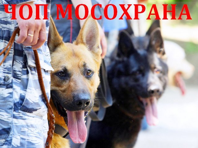Собака - незаменимый помощник охранной деятельности